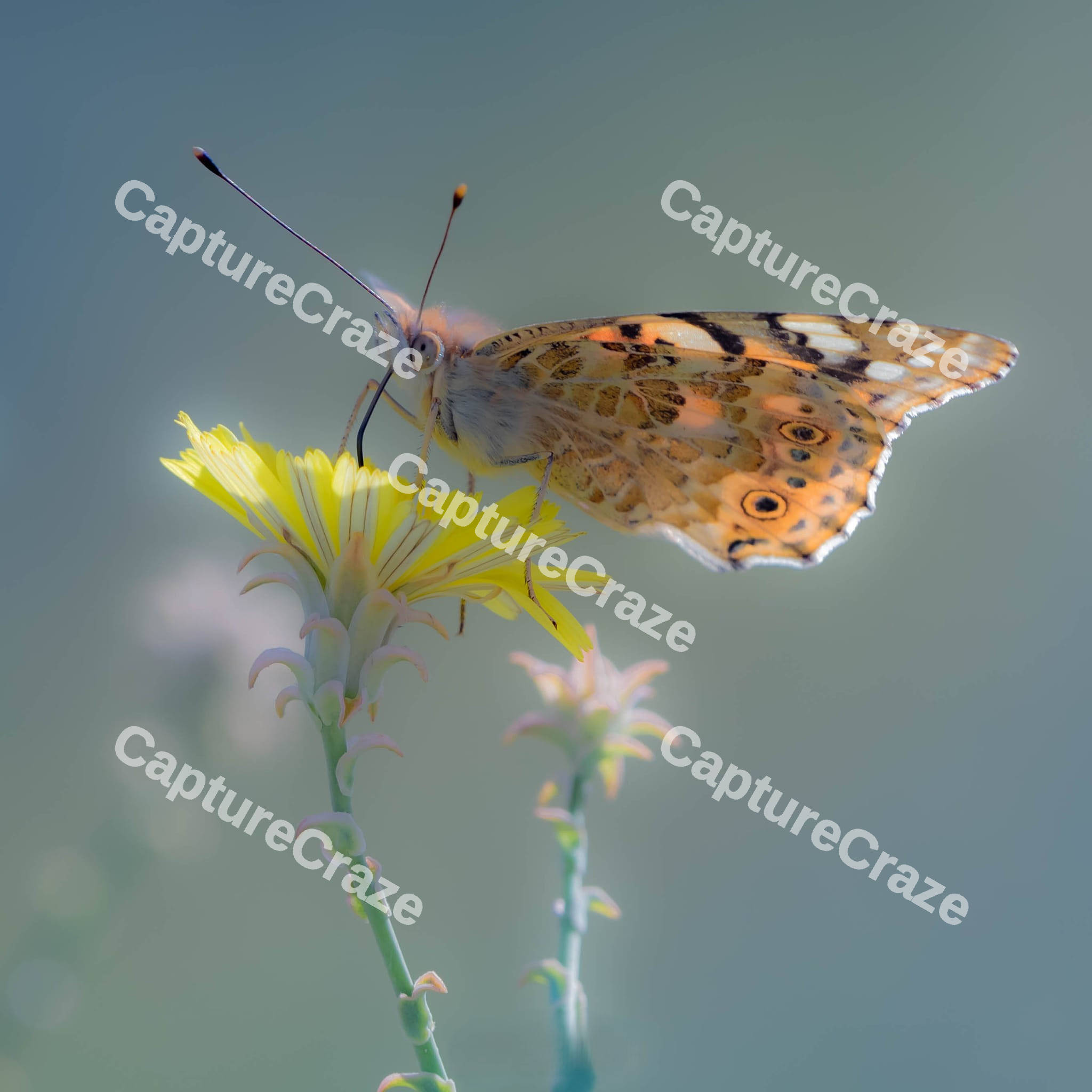 Lady Butterfly